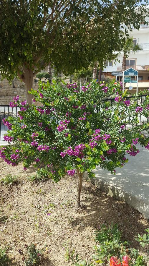 Lazaros Pissouri Apartments Dış mekan fotoğraf